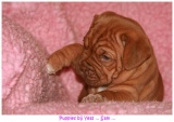 pups2007 149